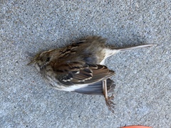 Zonotrichia albicollis