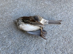 Zonotrichia albicollis