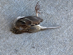 Zonotrichia albicollis