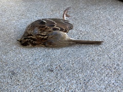 Zonotrichia albicollis