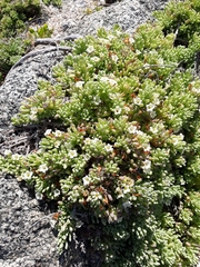 Nolana crassulifolia