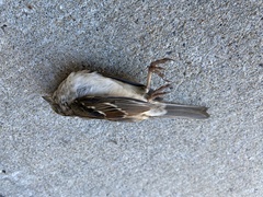 Zonotrichia albicollis