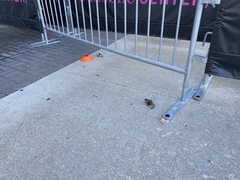 Zonotrichia albicollis