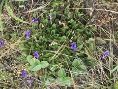 Viola adunca adunca