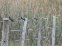 Tachycineta leucorrhoa