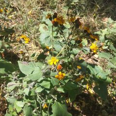 Simsia lagasceiformis