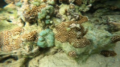Leptastrea purpurea