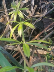 Galium aparine