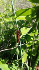 Battus philenor hirsuta