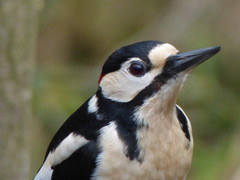 Dendrocopos major
