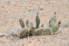 Opuntia polyacantha polyacantha