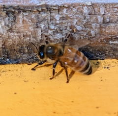 Apis mellifera ligustica