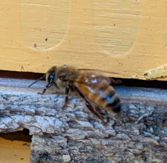 Apis mellifera ligustica