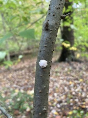 Ceroplastes cirripediformis