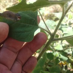 Simsia lagasceiformis