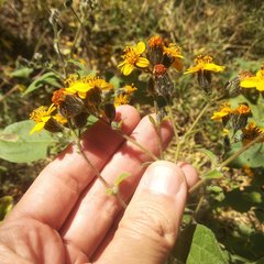 Simsia lagasceiformis