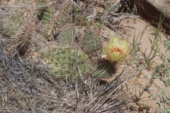 Opuntia polyacantha polyacantha