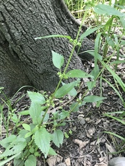 Urtica chamaedryoides