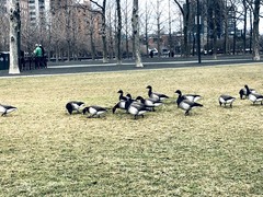 Branta bernicla