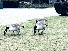 Branta canadensis