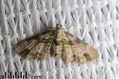 Chloroclystis sphragitis