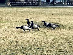 Branta bernicla