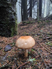 Agaricus smithianus
