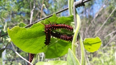 Battus philenor hirsuta
