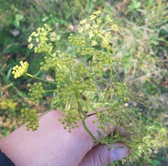 Peucedanum alsaticum