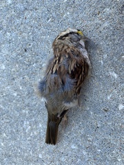 Zonotrichia albicollis