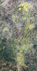 Peucedanum alsaticum