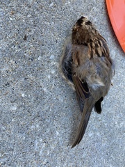 Zonotrichia albicollis