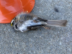 Zonotrichia albicollis