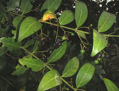Kraussia floribunda