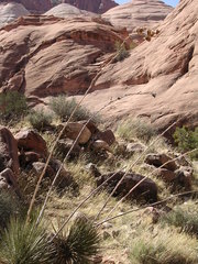 Yucca angustissima toftiae