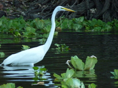 Ardea alba