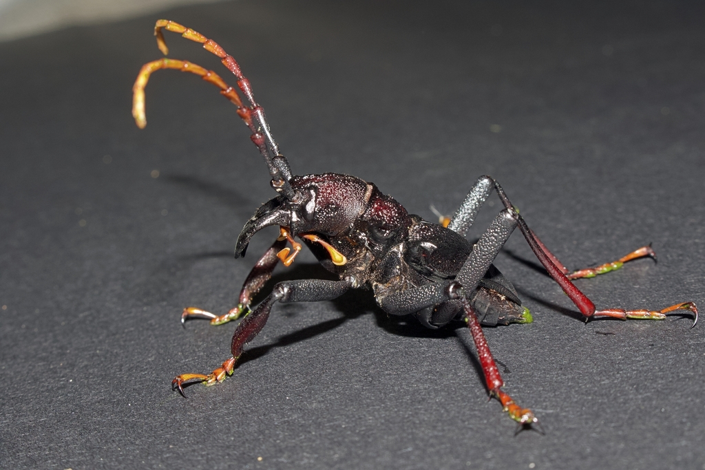 Prionacalus woytkowskii