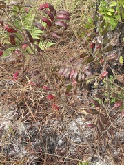 Rhus copallina image