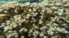 Montipora capitata