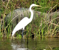 Ardea alba
