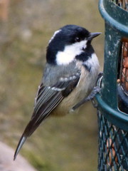 Periparus ater