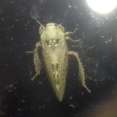 Agalliina