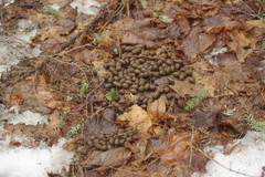 Odocoileus virginianus borealis