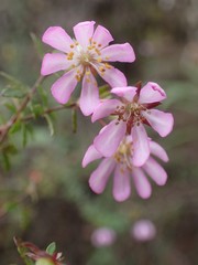 Bauera microphylla