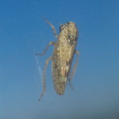 Agalliina