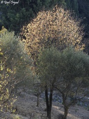 Pistacia terebinthus palaestina
