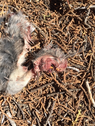White-throated Woodrat
