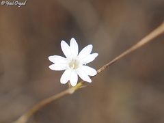 Silene reinwardtii