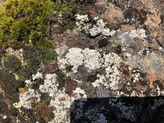 Stereocaulon rivulorum