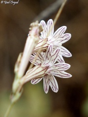 Silene reinwardtii